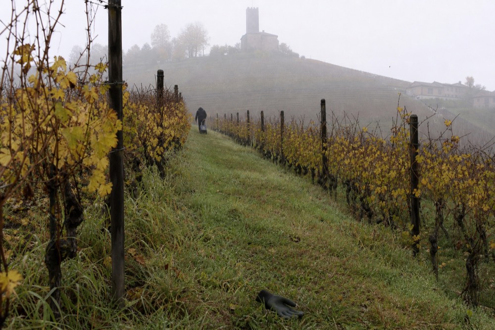 Nebbiolo vines on a misty Langhe morning.