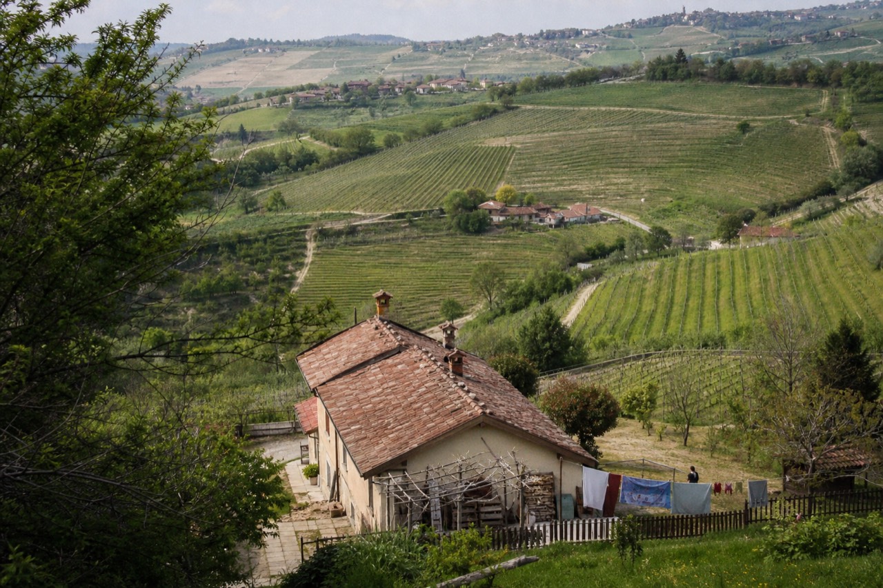 Rolling vineyard hills in Piedmont.