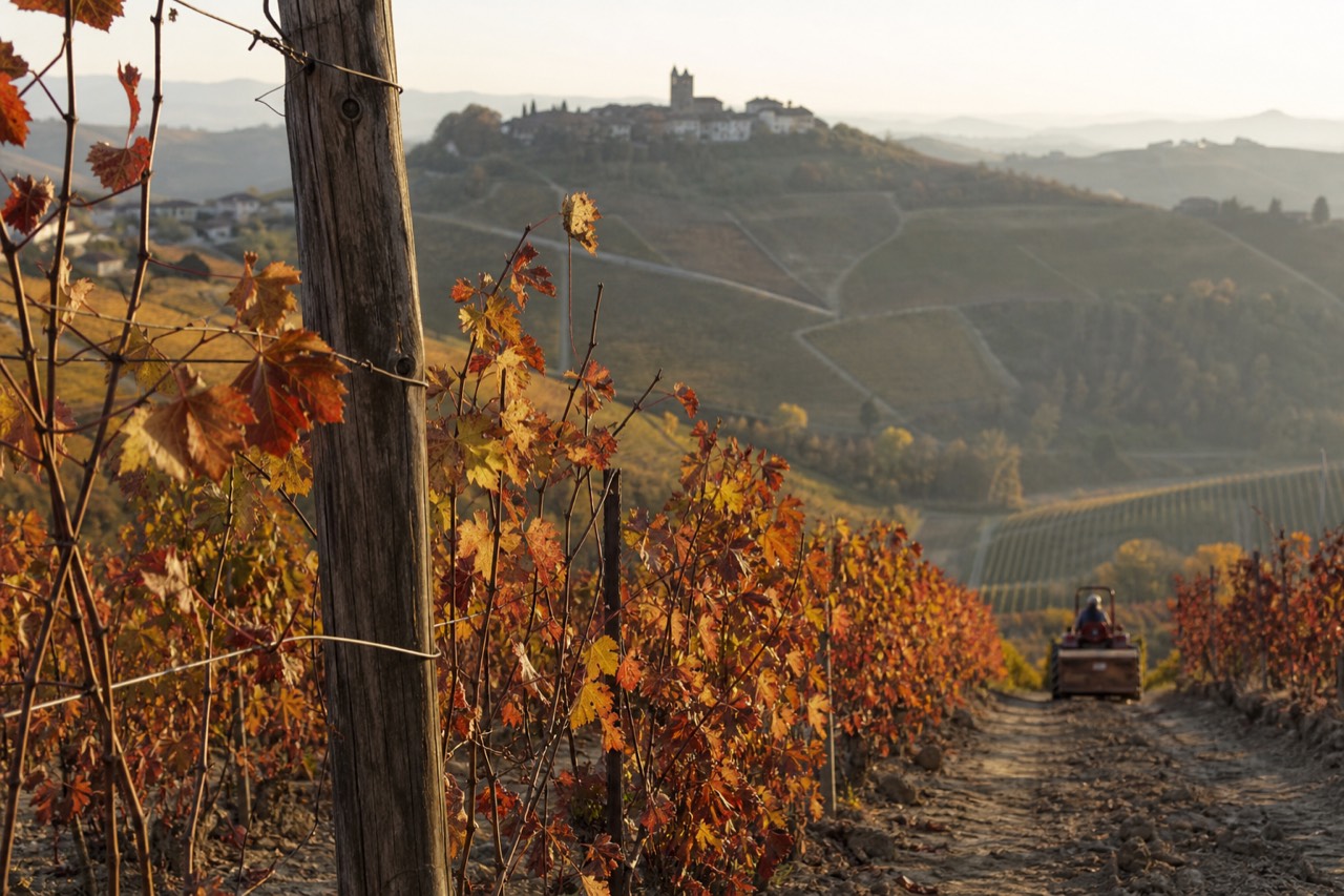 Rows of Nebbiolo vines on a Langhe hillside at golden hour.