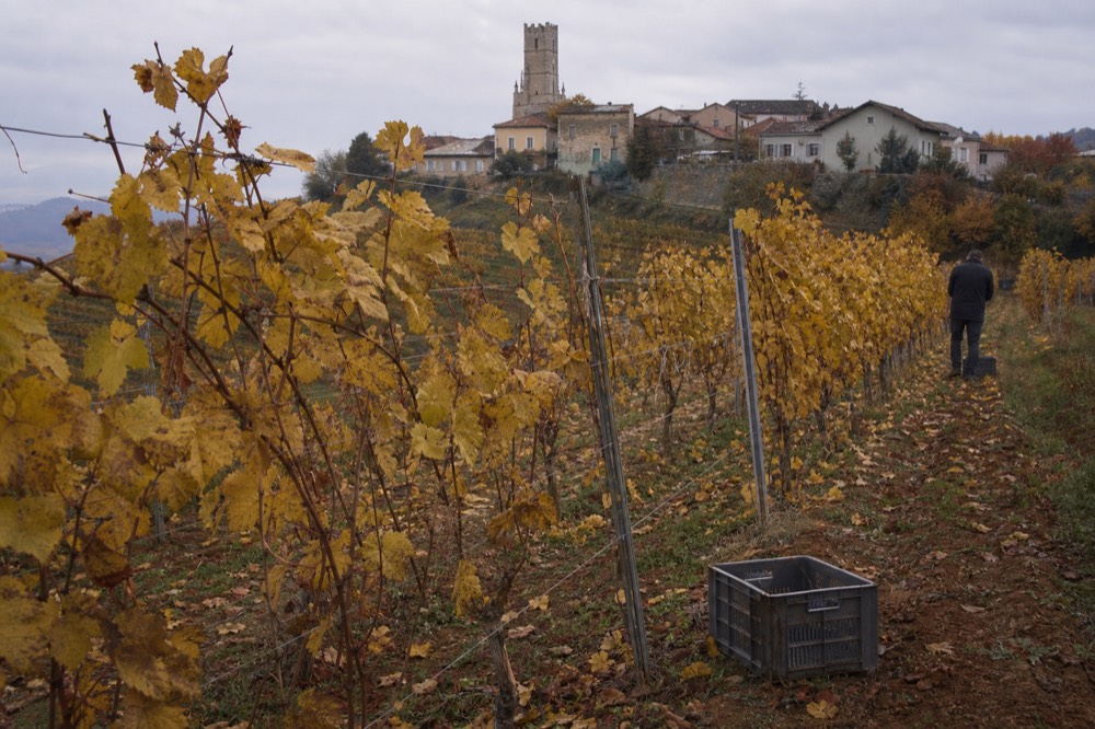 Autumn vineyards with yellowing Nebbiolo leaves on a Langhe hillside.