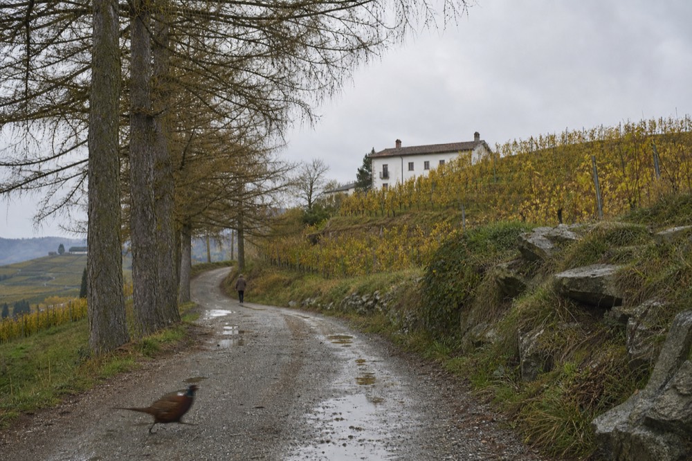 A quiet country road winding between vineyards near Neive.