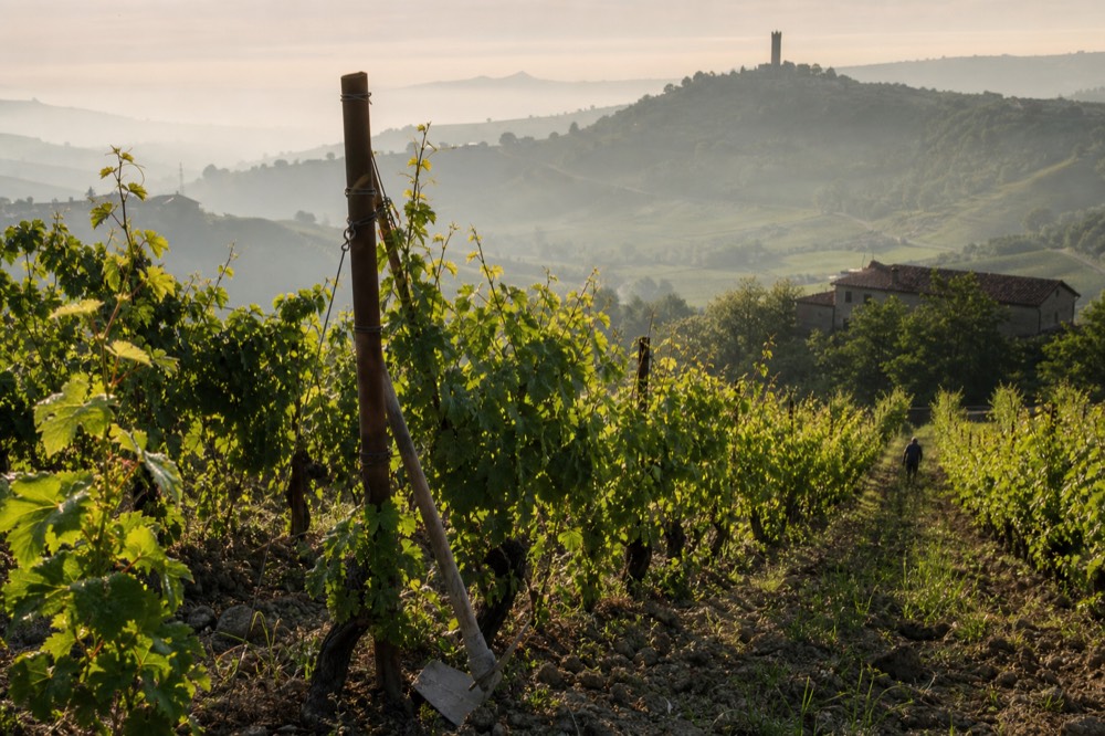 Rows of Nebbiolo vines on a steep Langhe slope with a hilltop tower in the distance.