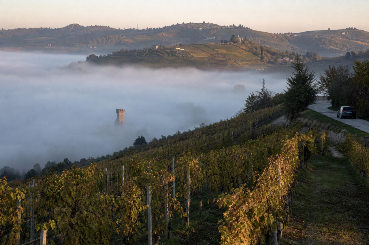 Vineyard-covered hills of the Langhe rising above morning mist.