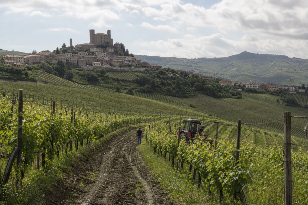 Rolling vineyard hills in the Langhe.