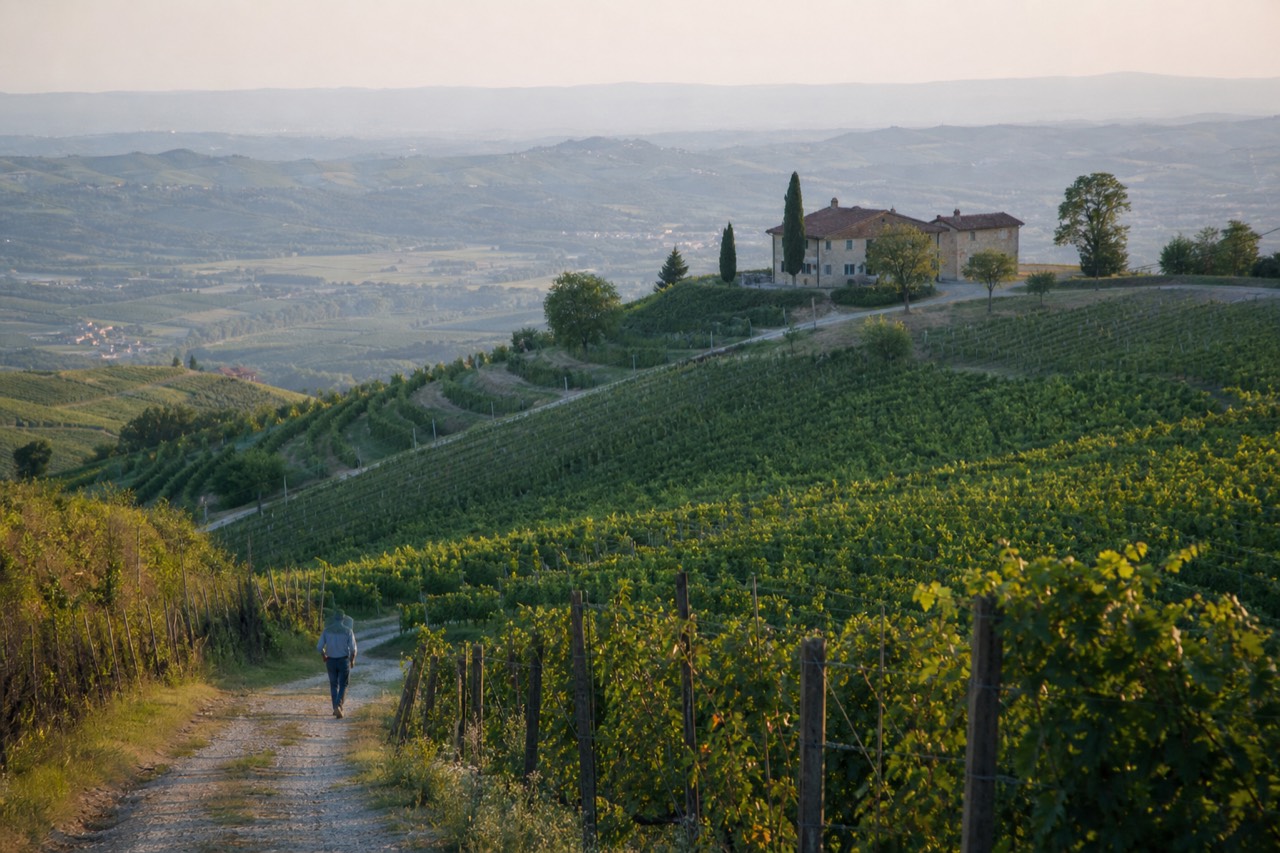 Vineyard landscape of Piedmont.