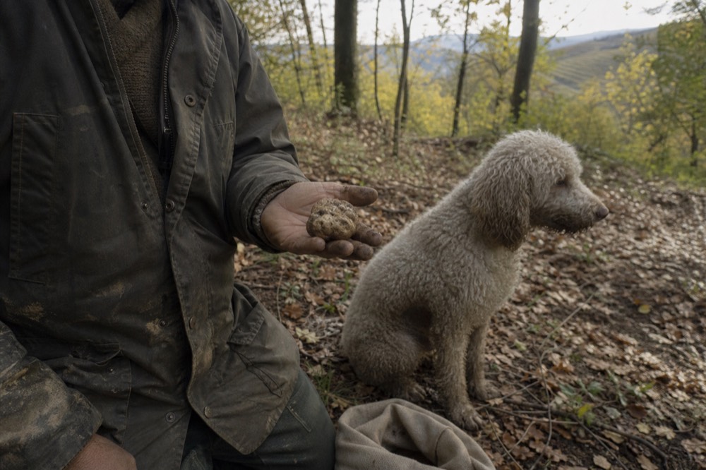 Truffle hunter holding a white truffle next to a dog.