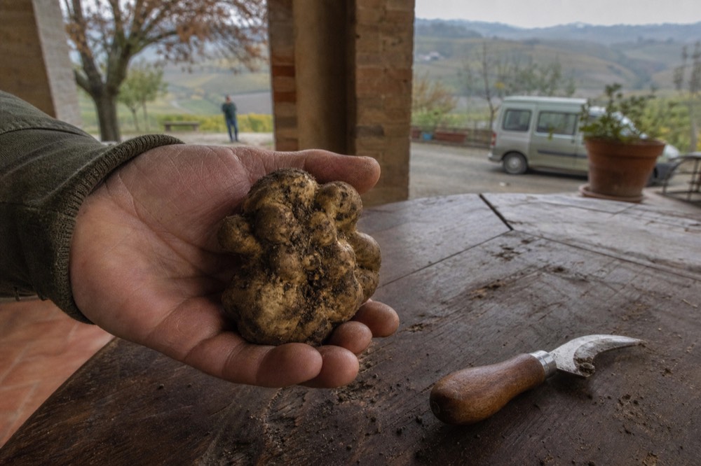 A white truffle held in a hand above a wooden table with a small truffle knife beside it.