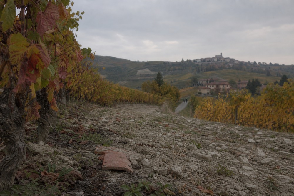 Autumn vineyard rows in red and gold on a Langhe hillside.