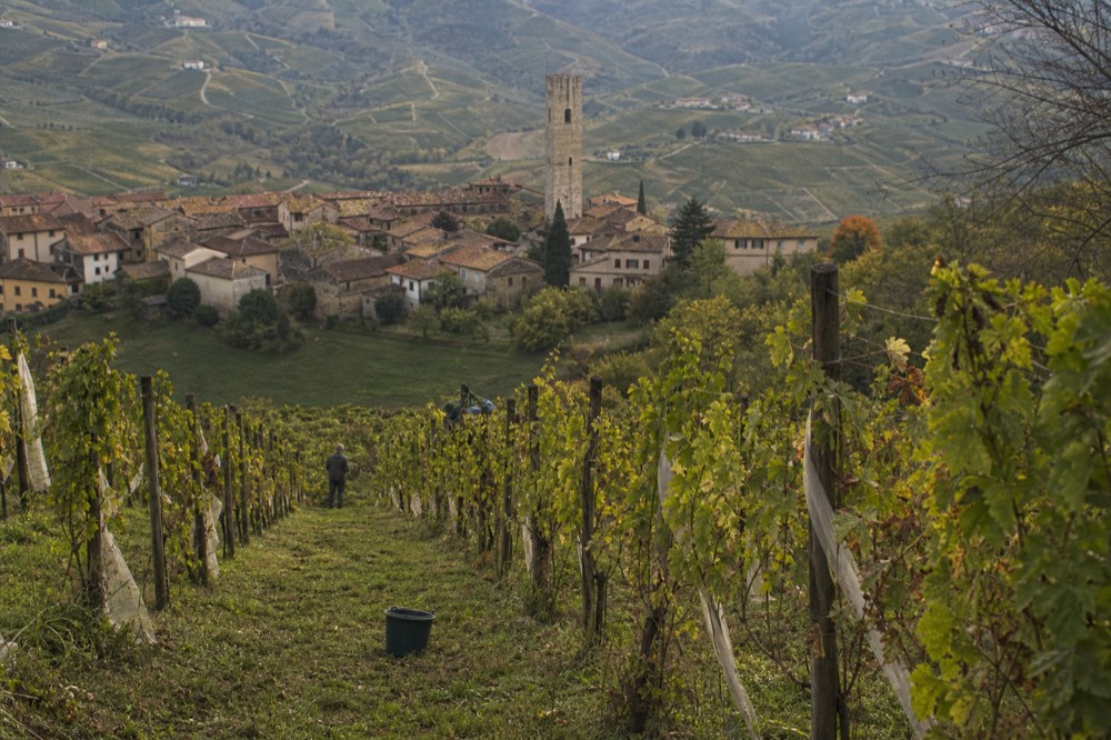 Rows of Nebbiolo vines on a Langhe hillside above a stone village.