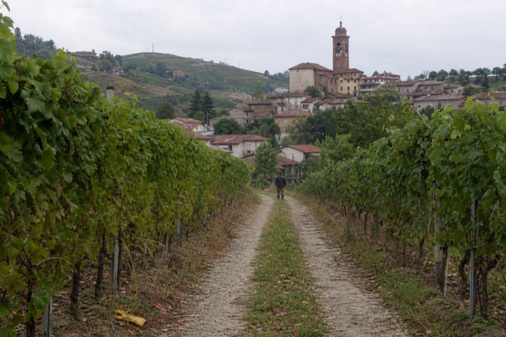 Narrow country lane between vineyard rows leading to a stone village.