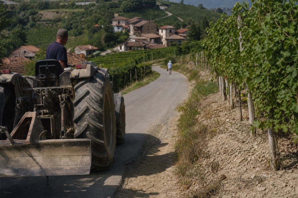Sunlit asphalt lane cutting through rows of Nebbiolo vines.
