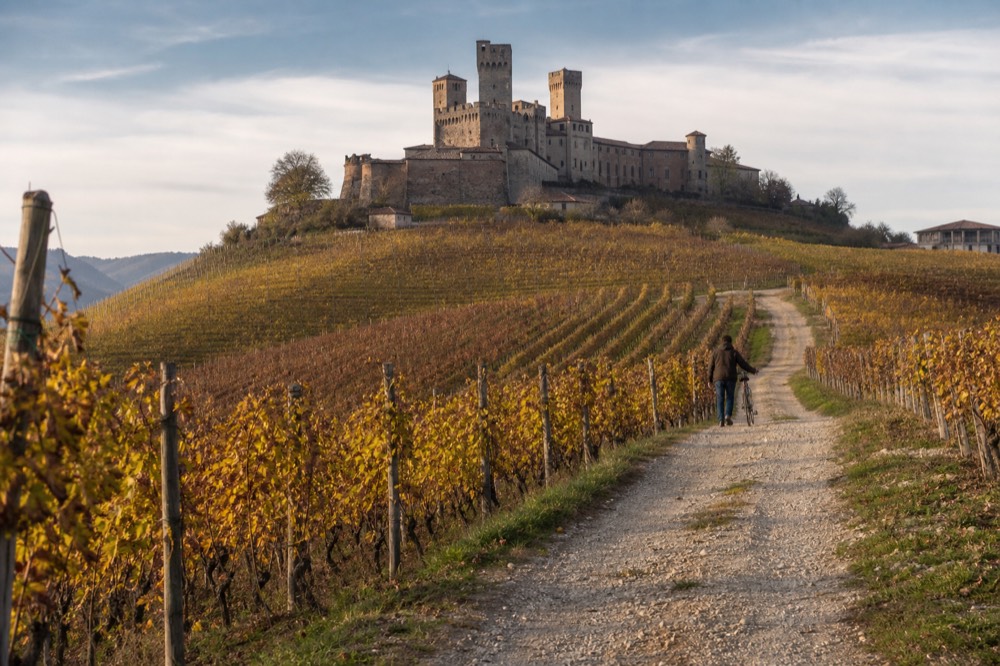 Nebbiolo vineyards in autumn light.