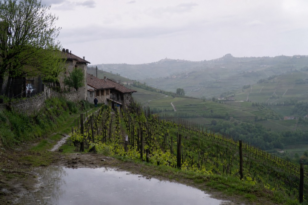 Fresh green vineyard rows on a Langhe hillside in spring.