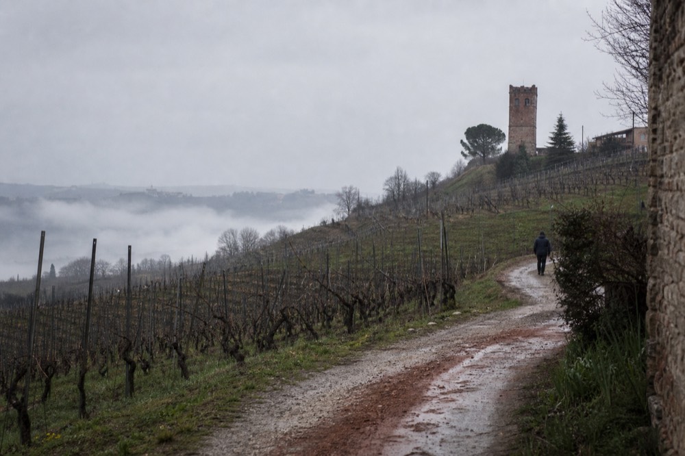 Bare winter vines on misty Langhe hills with low cloud over the valley.