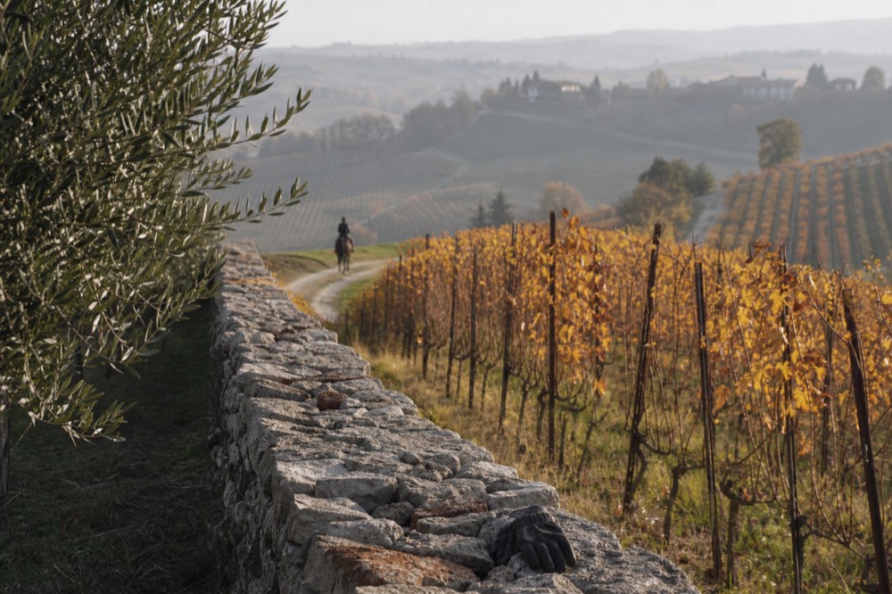 Cyclist's bike leaning against a stone wall above vineyard rows in autumn light.