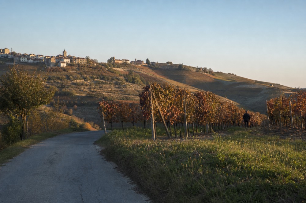 Narrow farm road curving through terraced Nebbiolo vineyards near La Morra.