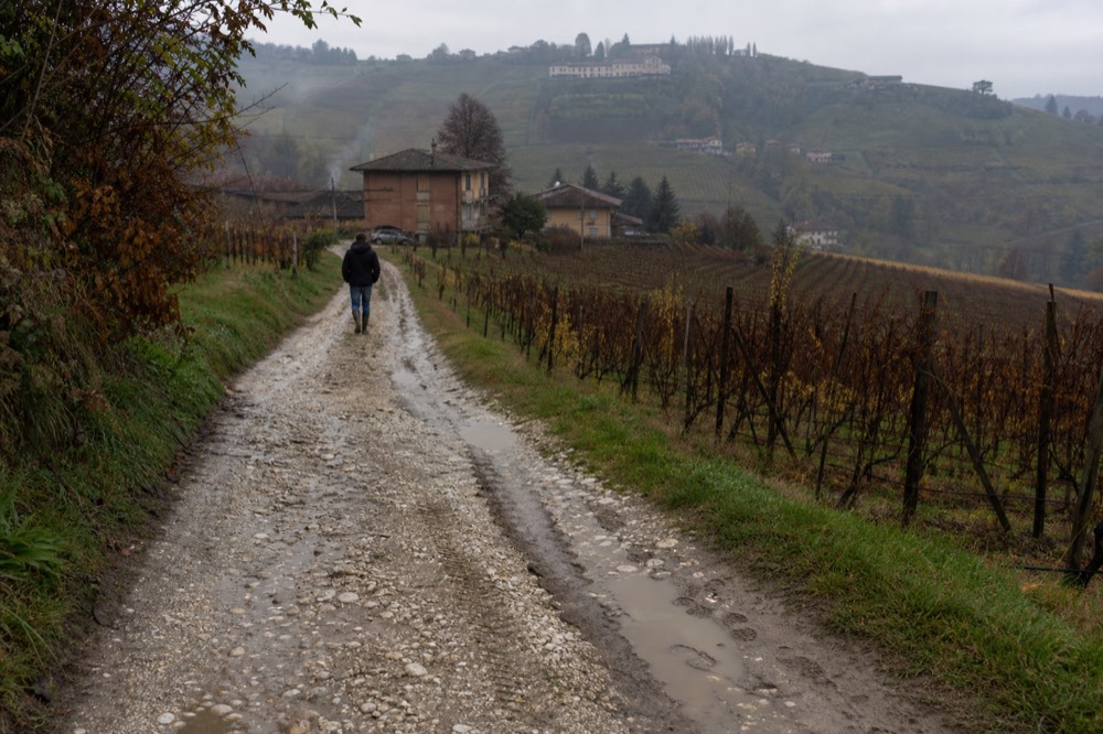 White gravel vineyard road between rows of vines on a Langhe hillside.