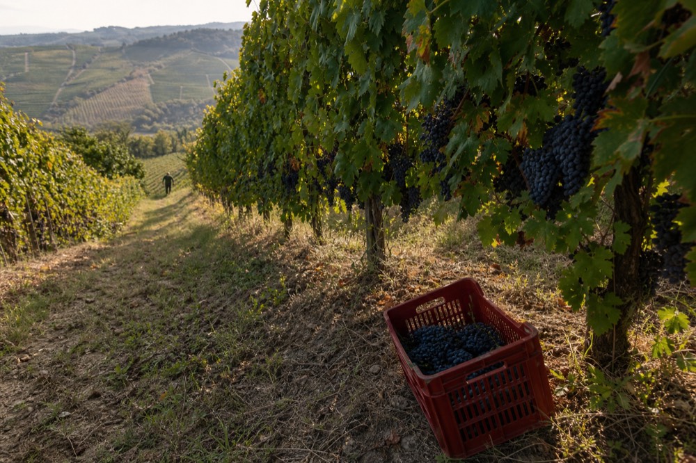Vineyard rows in late September with grapes ready for harvest on a warm afternoon.