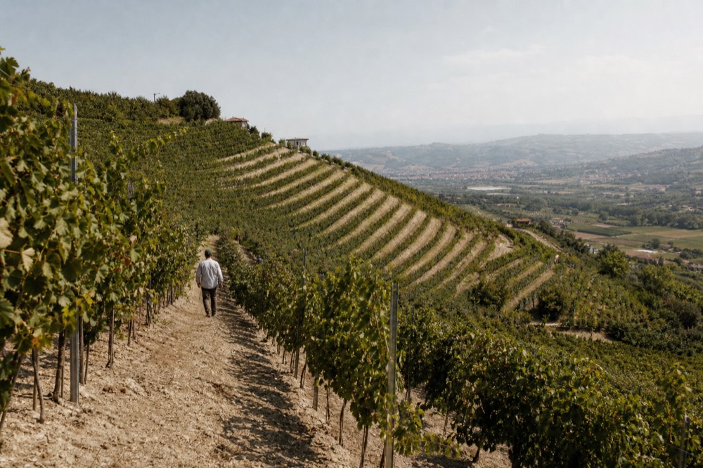 Vineyard rows climbing a Langhe hillside above the Tanaro valley.