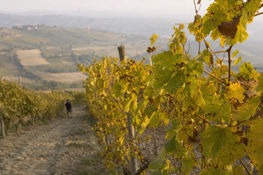 Autumn vines with yellowing Nebbiolo leaves on a Langhe hillside.