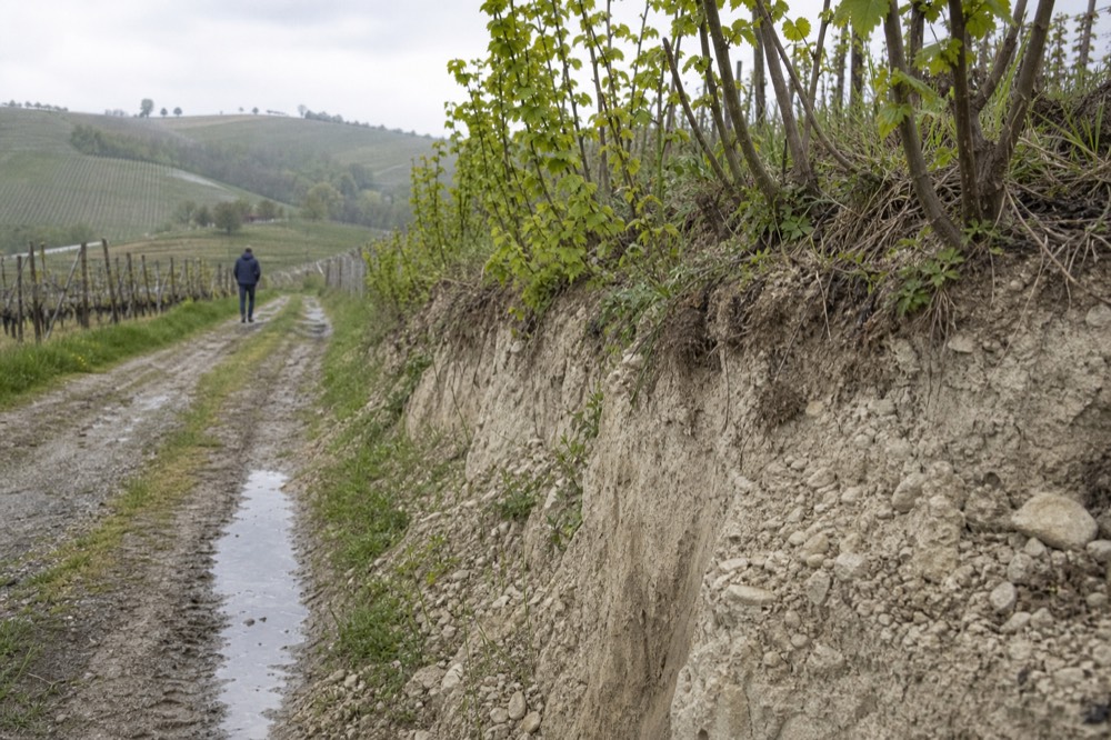 A vineyard track on the Roero plateau with sandy soil visible in the cut bank.