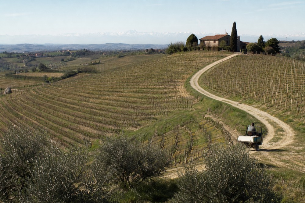 Rolling Langhe vineyards with the Alps faint on the horizon.