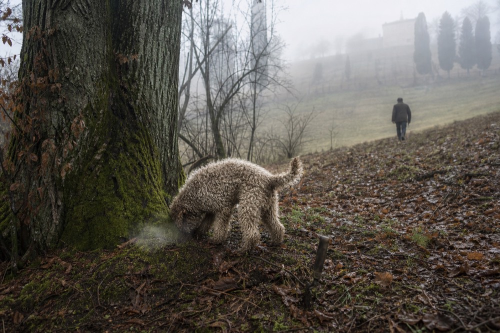 A truffle dog sniffing at the base of an oak tree in early morning woodland mist.