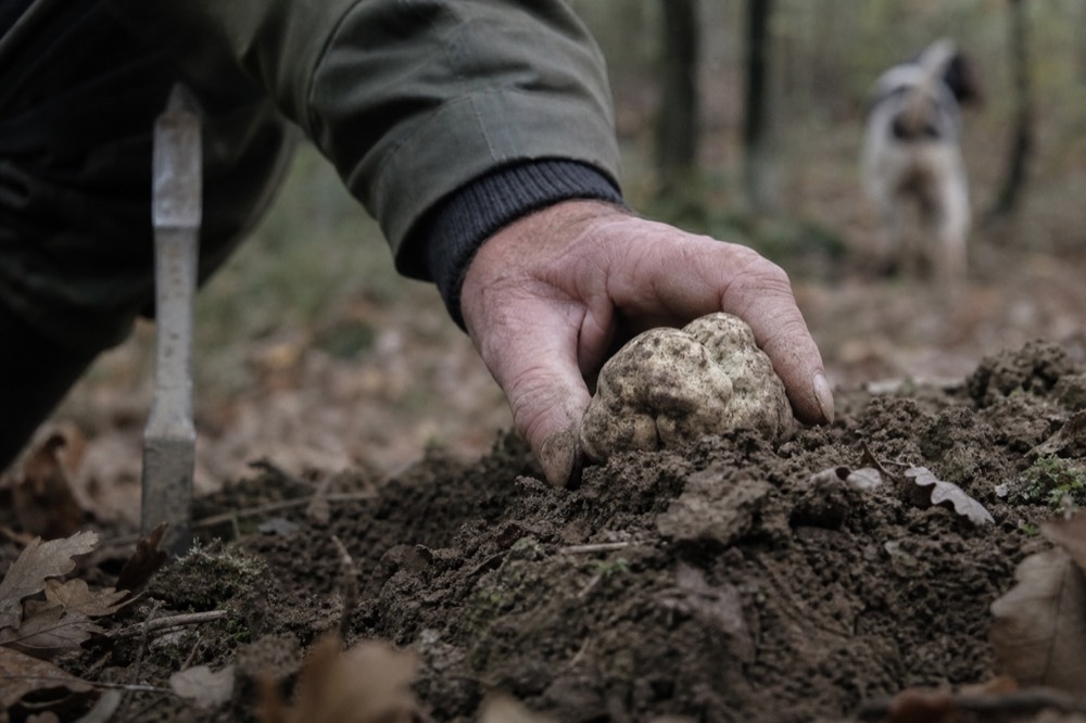A hand brushing soil from a freshly dug white truffle held above forest ground.