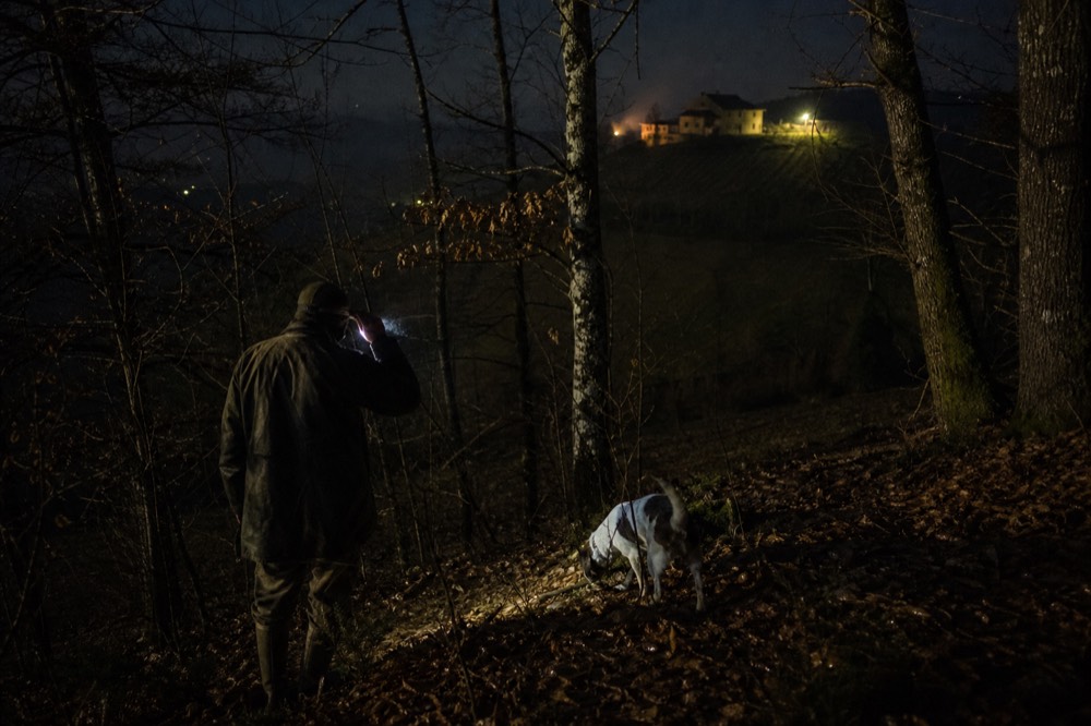A truffle hunter with a lamp and dog walking a dark woodland path between trees.