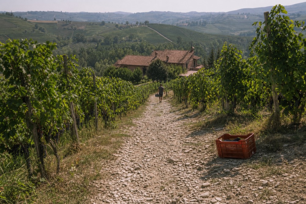 A narrow country lane climbing between vineyard rows in the Langhe.