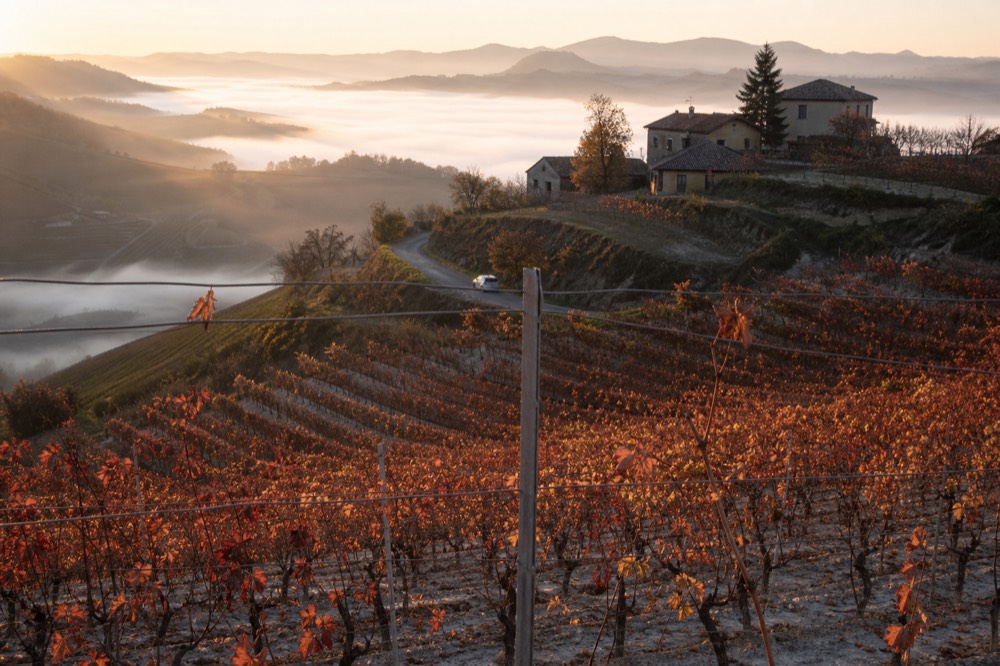 Vineyard rows turning gold and red in autumn light on a Langhe hill.