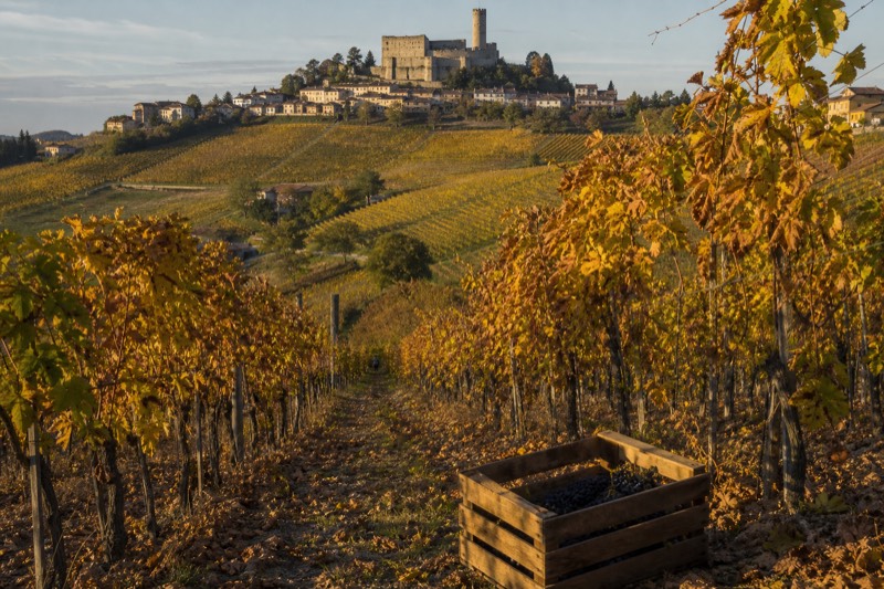 Langhe vineyard rows in autumn colour near Serralunga d'Alba during the harvest season in Piedmont